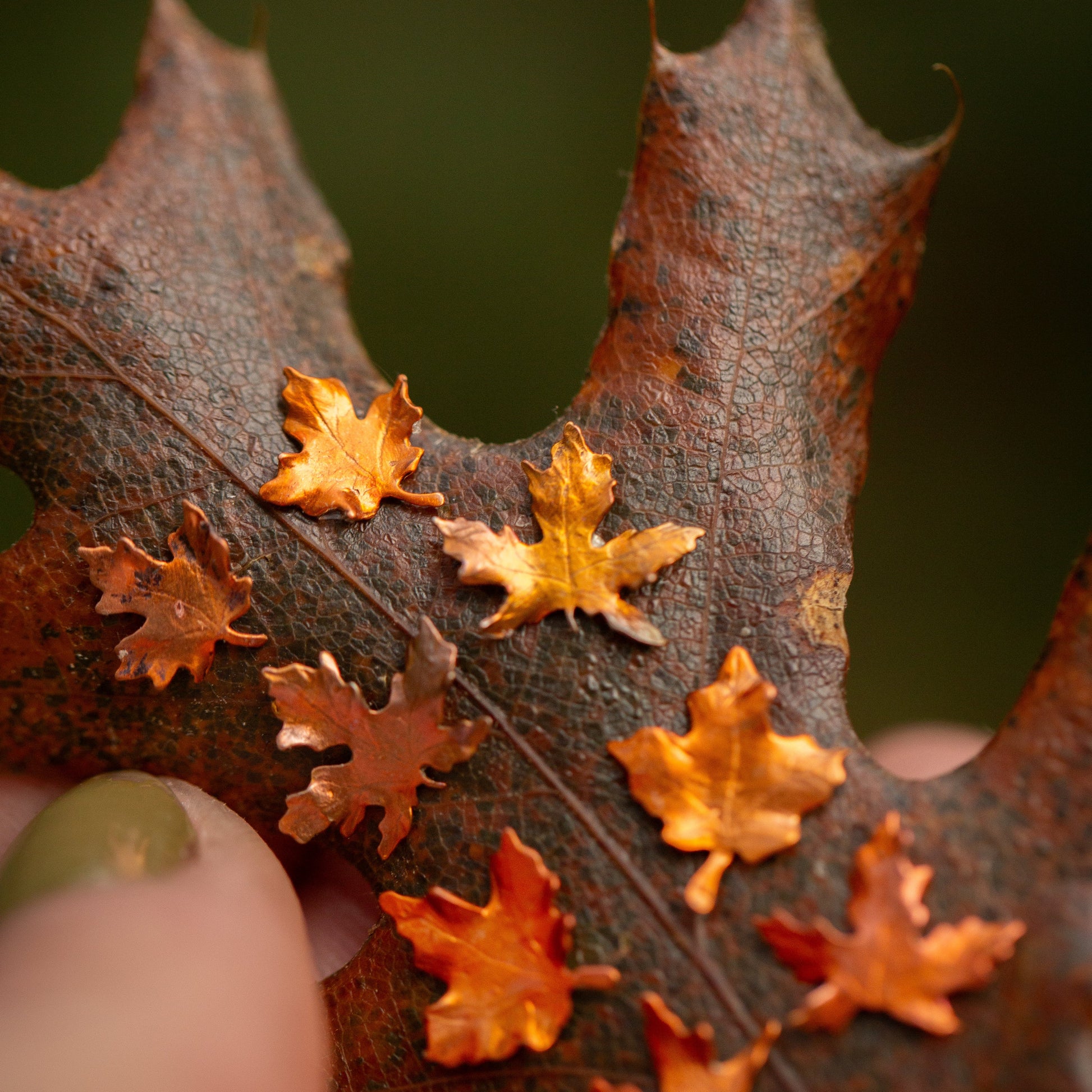 Close-up of a maple leaf stud earring with other colorful maple leaf earrings by it