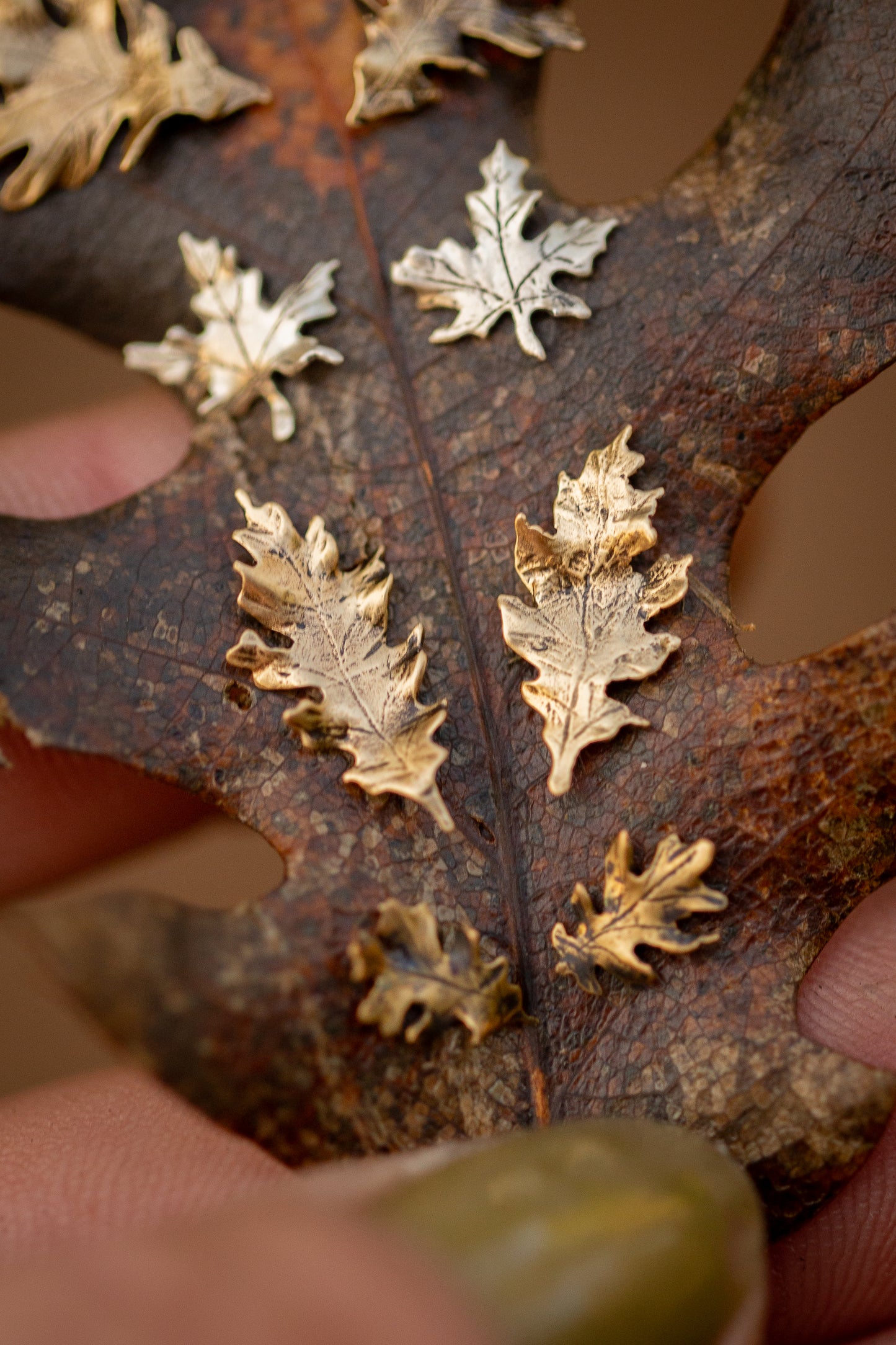 Hand holding an oak leaf with brass oak leaf stud earrings on the leaf