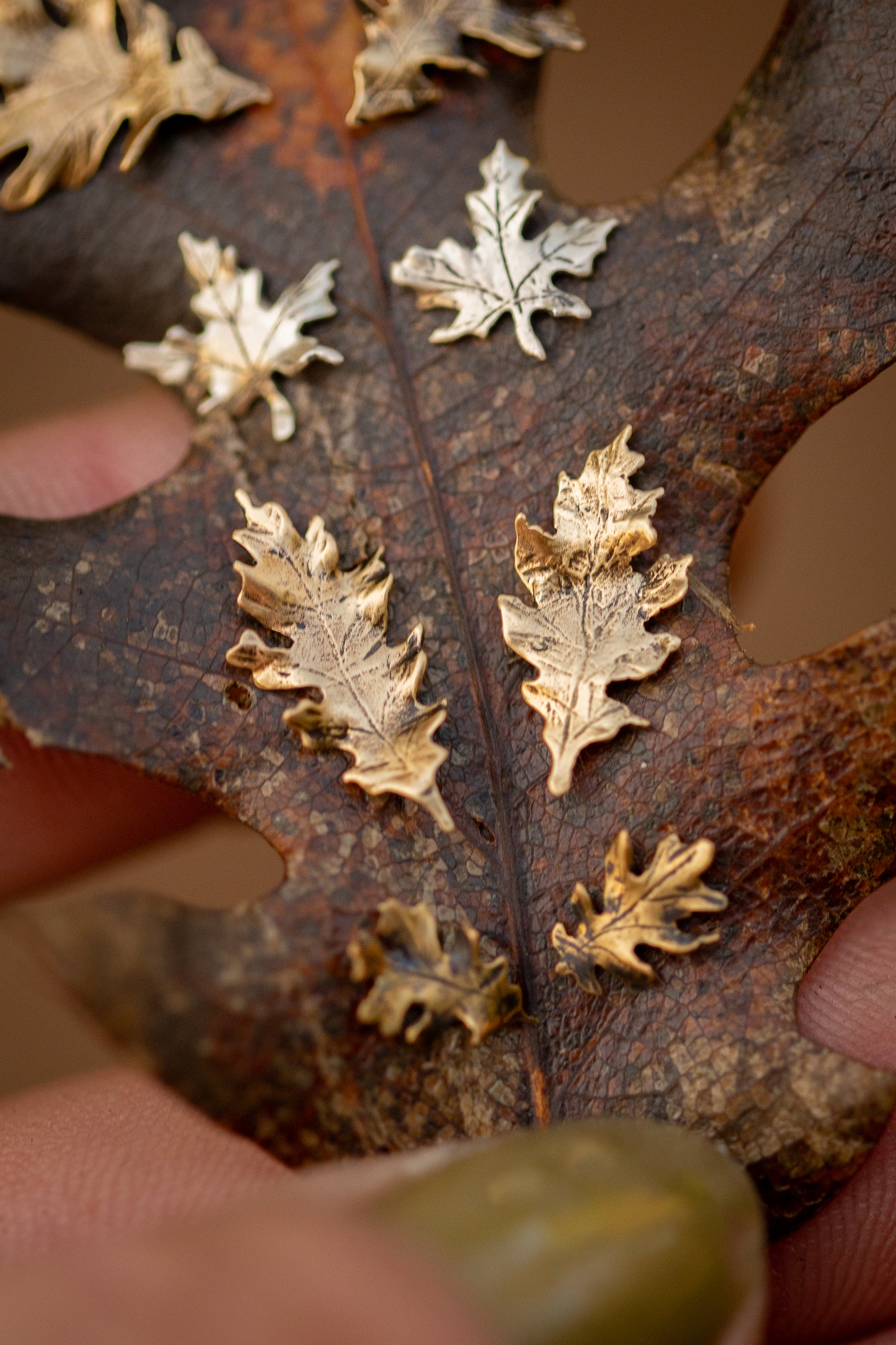 Hand holding an oak leaf with brass oak leaf stud earrings on the leaf